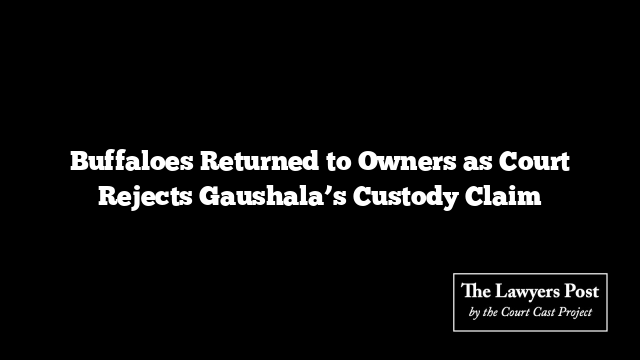 Buffaloes Returned to Owners as Court Rejects Gaushala’s Custody Claim